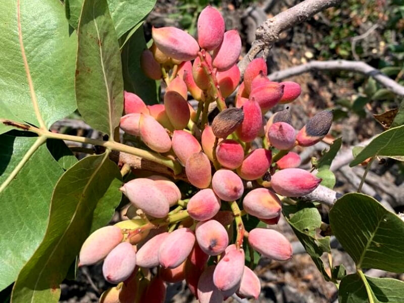 Granella di Pistacchio Sicilia 1Kg