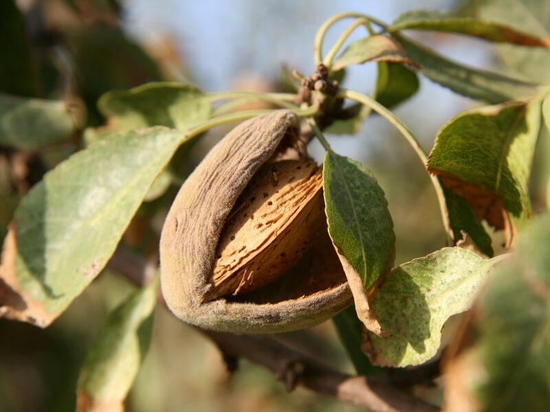 Farina di Mandorla Pelata di Sicilia - Vari formati disponibili
