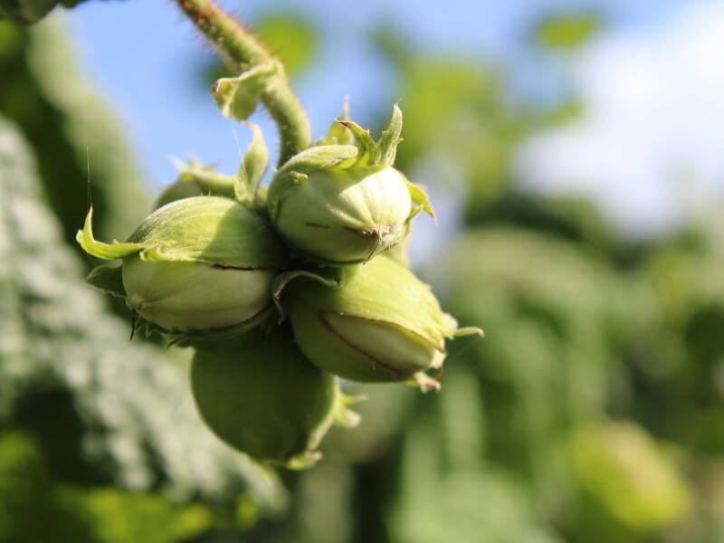 Crema Artigianale di Nocciola - Vari fomati disponibili